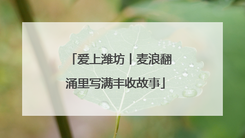 爱上潍坊丨麦浪翻涌里写满丰收故事