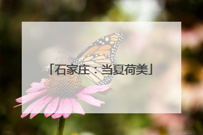 石家庄：当夏荷美