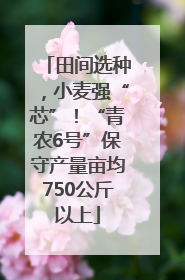 田间选种，小麦强“芯”！“青农6号”保守产量亩均750公斤以上