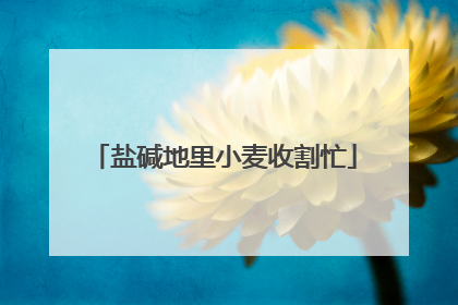 盐碱地里小麦收割忙