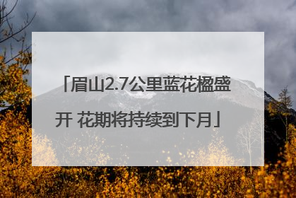 眉山2.7公里蓝花楹盛开 花期将持续到下月