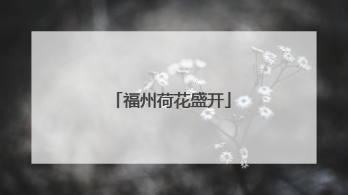 福州荷花盛开