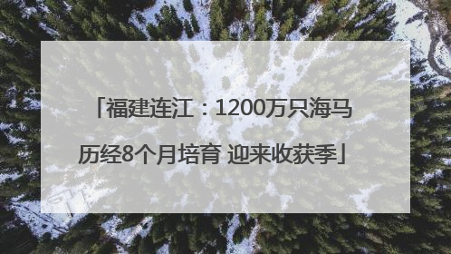 福建连江：1200万只海马历经8个月培育 迎来收获季