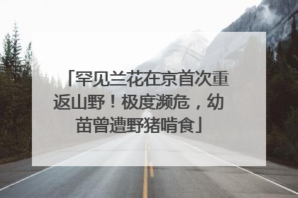 罕见兰花在京首次重返山野！极度濒危，幼苗曾遭野猪啃食
