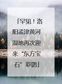 罕见！洛阳孟津黄河湿地再次迎来“东方宝石”彩鹮