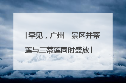 罕见，广州一景区并蒂莲与三蒂莲同时盛放