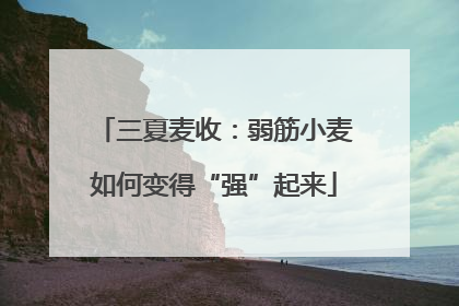 三夏麦收：弱筋小麦如何变得“强”起来