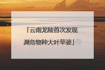 云南龙陵首次发现濒危物种大叶苹婆