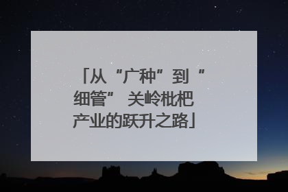 从“广种”到“细管” 关岭枇杷产业的跃升之路
