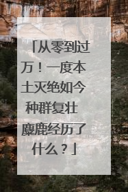 从零到过万！一度本土灭绝如今种群复壮 麋鹿经历了什么？