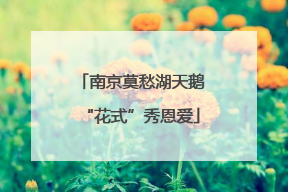 南京莫愁湖天鹅“花式”秀恩爱