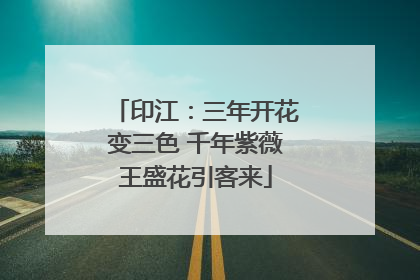 印江：三年开花变三色 千年紫薇王盛花引客来