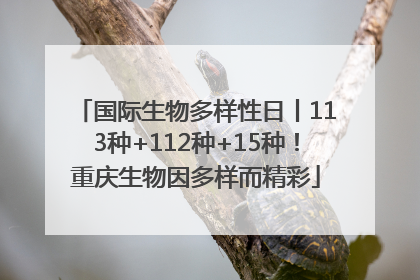 国际生物多样性日丨113种+112种+15种！重庆生物因多样而精彩