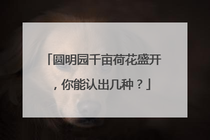 圆明园千亩荷花盛开，你能认出几种？