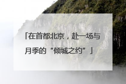 在首都北京，赴一场与月季的“倾城之约”