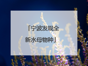 宁波发现全新水母物种