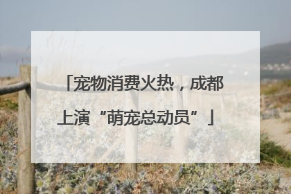 宠物消费火热，成都上演“萌宠总动员”