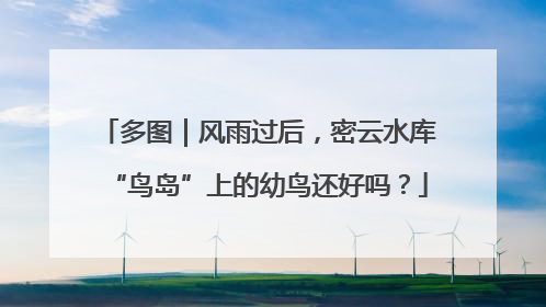 多图｜风雨过后，密云水库“鸟岛”上的幼鸟还好吗？