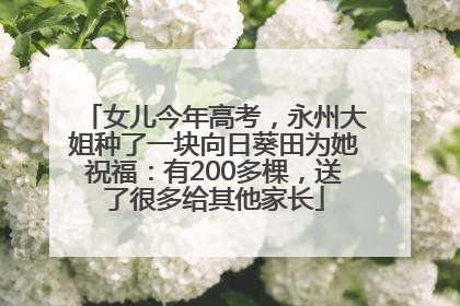 女儿今年高考，永州大姐种了一块向日葵田为她祝福：有200多棵，送了很多给其他家长