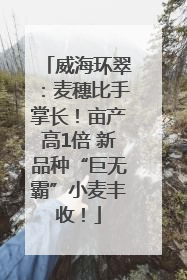 威海环翠：麦穗比手掌长！亩产高1倍 新品种“巨无霸”小麦丰收！