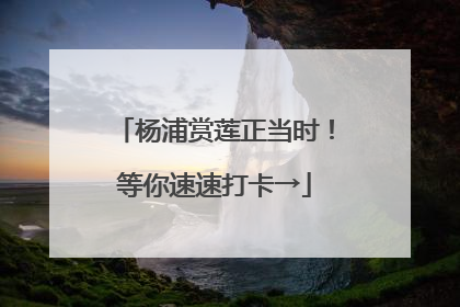 杨浦赏莲正当时！等你速速打卡→
