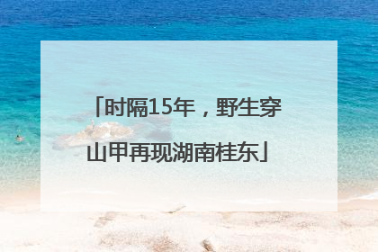 时隔15年，野生穿山甲再现湖南桂东
