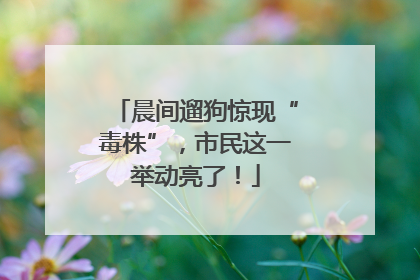 晨间遛狗惊现“毒株”，市民这一举动亮了！