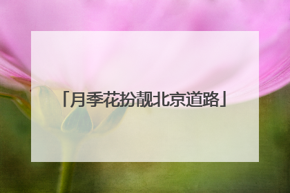 月季花扮靓北京道路