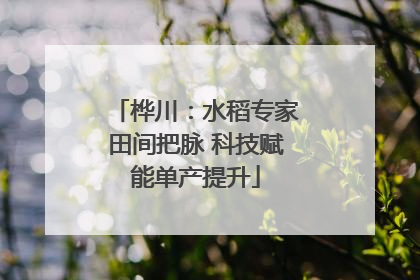 桦川：水稻专家田间把脉 科技赋能单产提升