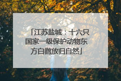 江苏盐城：十六只国家一级保护动物东方白鹳放归自然
