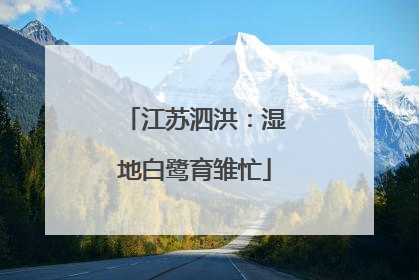 江苏泗洪：湿地白鹭育雏忙