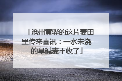沧州黄骅的这片麦田里传来喜讯：一水未浇的旱碱麦丰收了