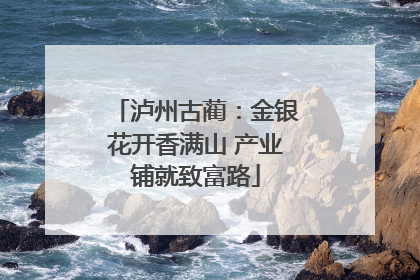 泸州古蔺：金银花开香满山 产业铺就致富路