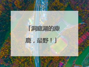 洞庭湖的麋鹿，最野！