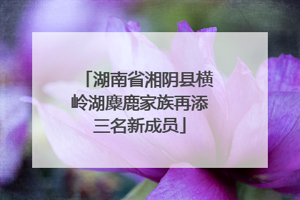 湖南省湘阴县横岭湖麋鹿家族再添三名新成员