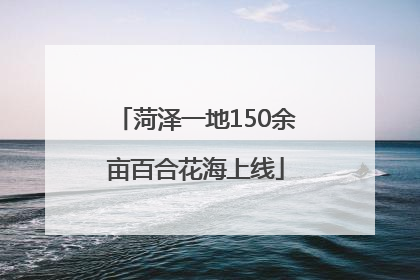 菏泽一地150余亩百合花海上线