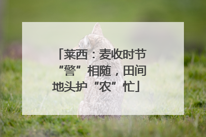 莱西：麦收时节“警”相随，田间地头护“农”忙