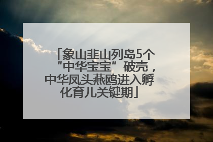 象山韭山列岛5个“中华宝宝”破壳，中华凤头燕鸥进入孵化育儿关键期