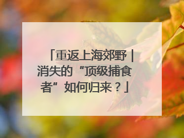 重返上海郊野｜消失的“顶级捕食者”如何归来？