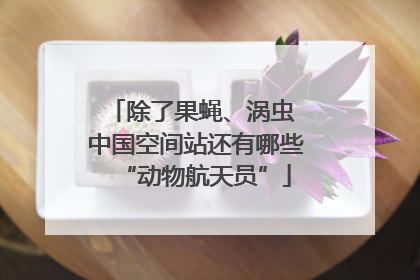 除了果蝇、涡虫 中国空间站还有哪些“动物航天员”