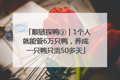 顺链探鸭③｜1个人就能管6万只鸭，养成一只鸭只需50多天