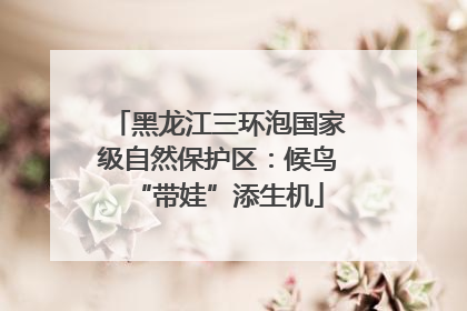 黑龙江三环泡国家级自然保护区：候鸟“带娃”添生机