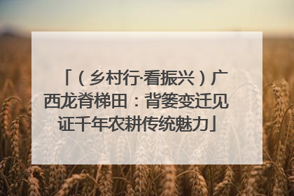 （乡村行·看振兴）广西龙脊梯田：背篓变迁见证千年农耕传统魅力